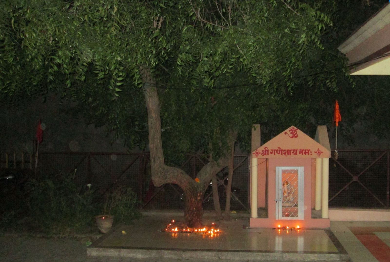Sacred Neem Tree at Shirdi Sai Baba Temple Bisalpur